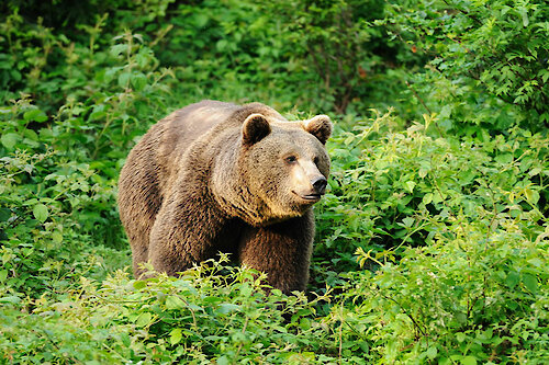 Tierfreigehege Nationalpark Bayerischer Wald